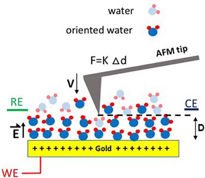 Role of Interfacial Water and Applied Potential on Friction at Au(111) Surfaces